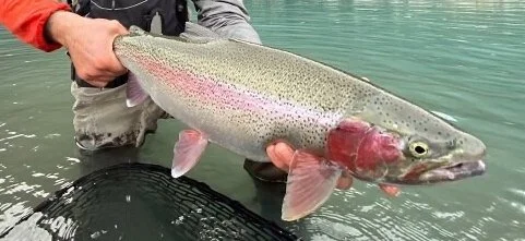 BIGFISH RAINBOW TROUT 偏光サングラス BIGFISH RAINBOW TROUT 偏光サングラス 【公式通販】
